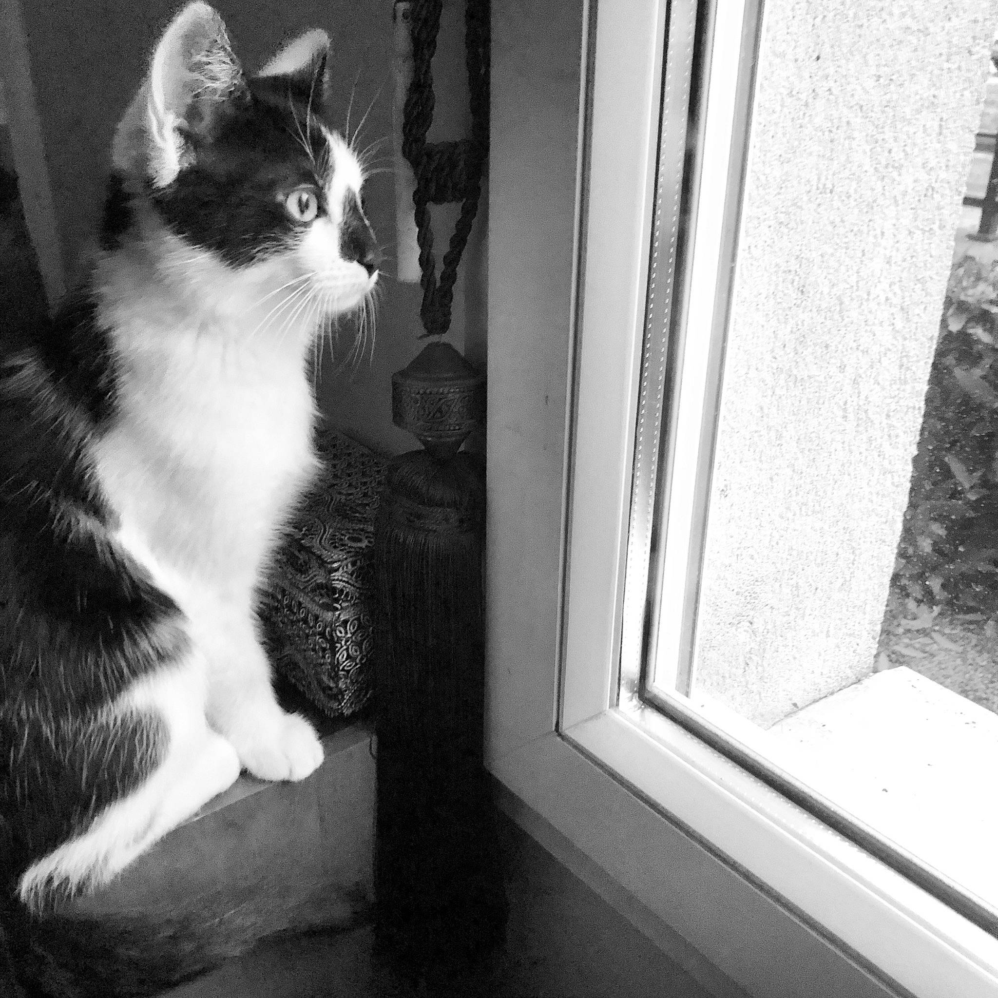 Yuki participe au concours pour gagner de l'argent avec cette photo : aegean_cat, american_wirehair, black, black_and_white, carnivore, cat, domestic_short_haired_cat, european_shorthair, felidae, kitten, monochrome, monochrome_photography, photography, polydactyl_cat, small_to_medium_sized_cats, snapshot, snout, whiskers, white, window