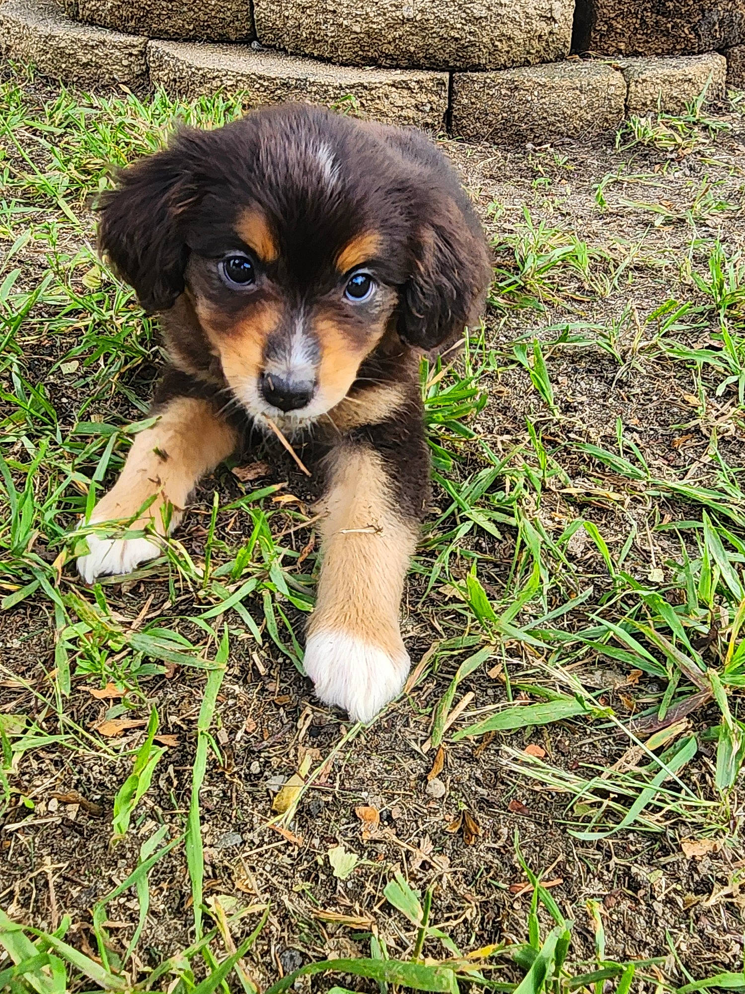 Lexi is registered to the contest to win money with this photo: canidae, carnivore, companion_dog, dog, dog_breed, eye, fawn, fur, grass, groundcover, plant, puppy, snout, soil, sporting_group, terrestrial_animal, working_dog