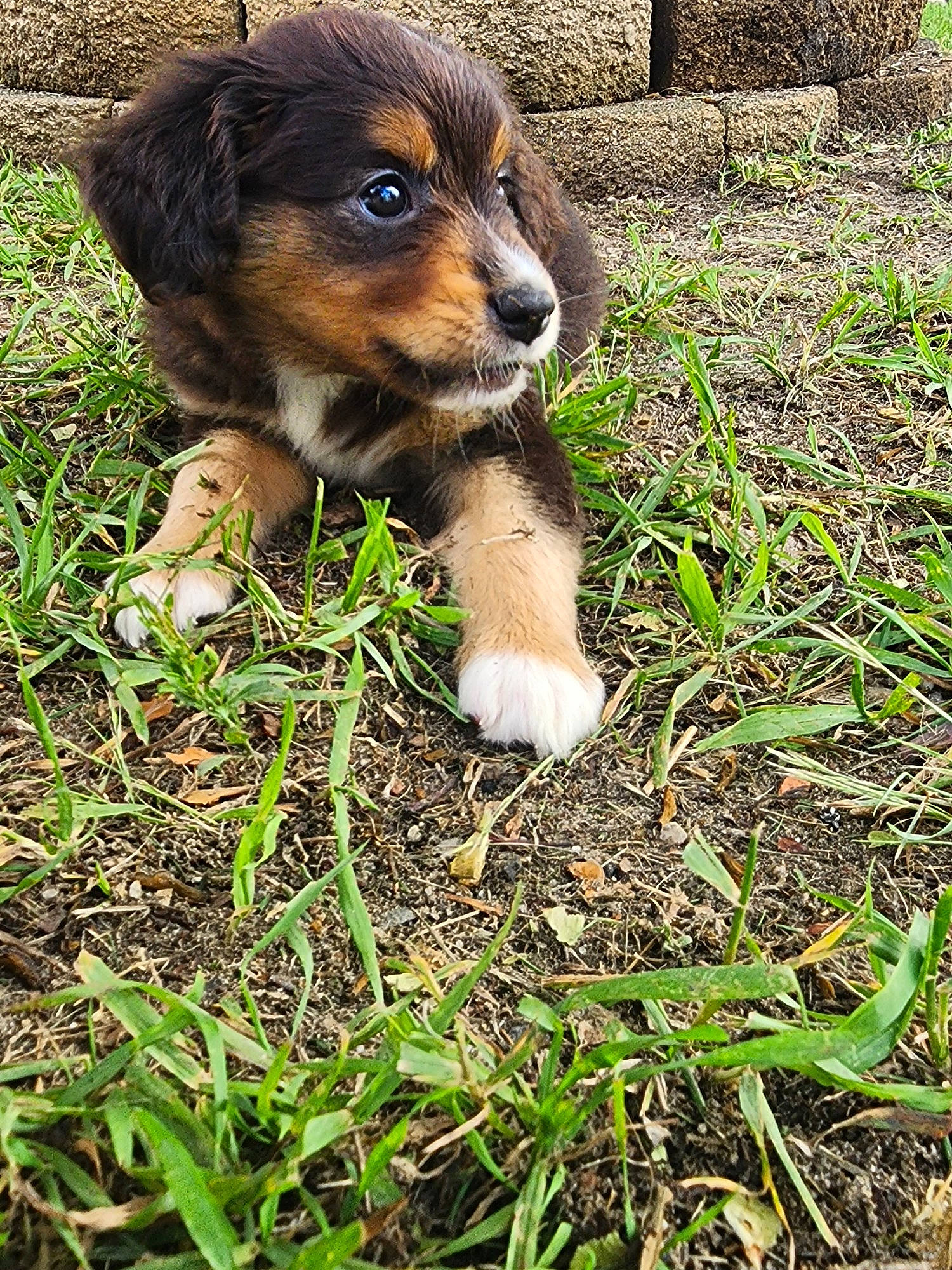 Lexi is registered to the contest to win money with this photo: canidae, carnivore, companion_dog, dog, dog_breed, fawn, fur, grass, groundcover, liver, people_in_nature, plant, puppy, snout, soil, sporting_group, terrestrial_animal, watch, working_dog