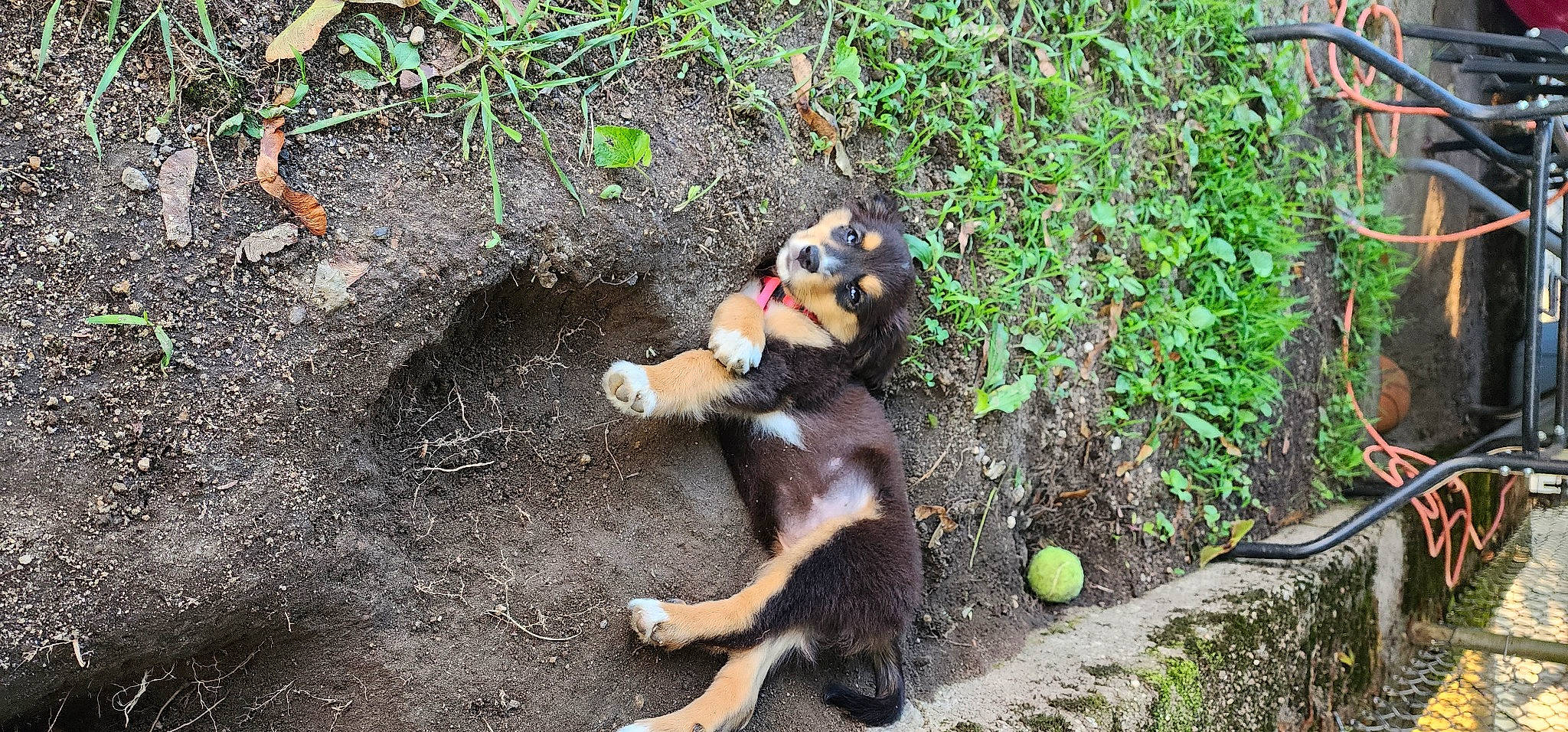 Lexi is registered to the contest to win money with this photo: art, asphalt, canidae, carnivore, companion_dog, dog, dog_breed, dog_supply, fawn, grass, groundcover, organism, paw, plant, soil, sporting_group, tail, terrestrial_animal, working_animal, working_dog