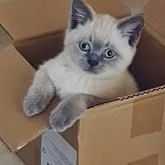 Eric is registered to the contest to win money with this photo: kitten, cat, cardboard_box, pet, animal, curious, feline, cute, indoor, young, small, fur, whiskers, ears, paws, looking, home, playful, resting, box