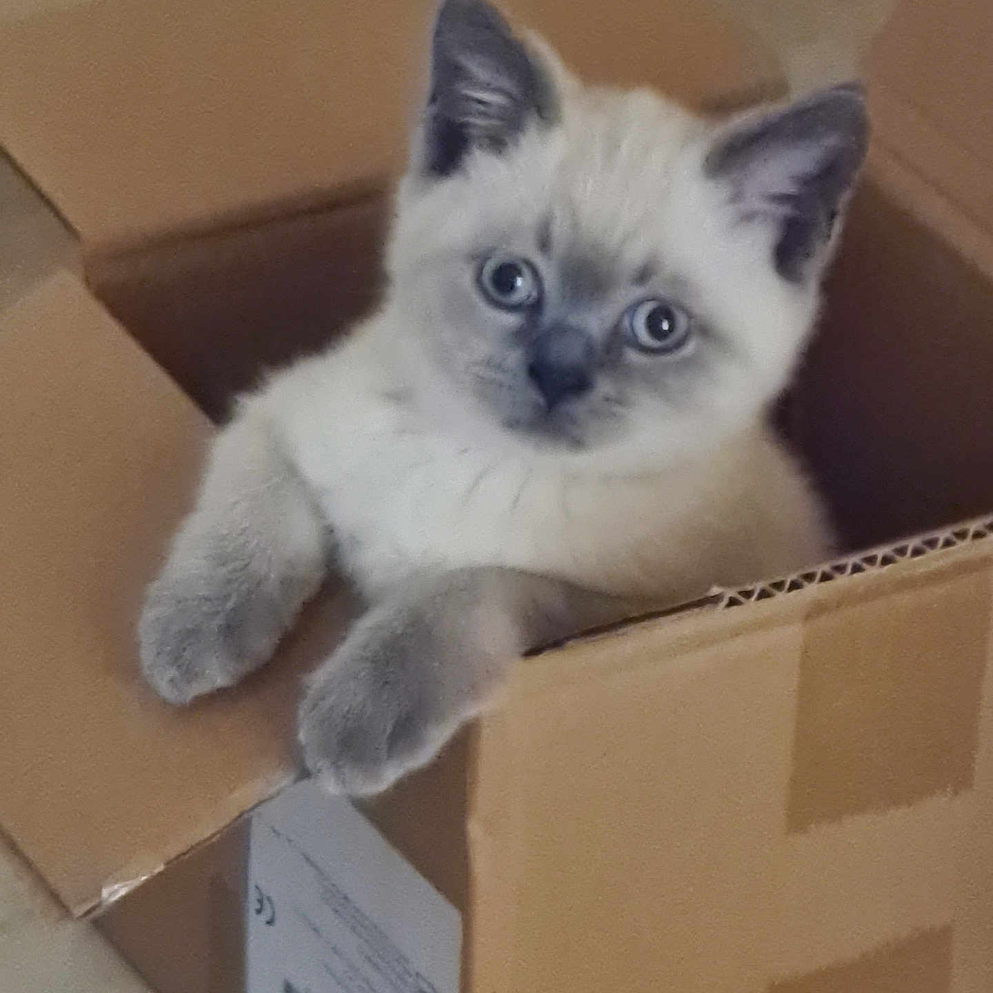 Eric is registered to the contest to win money with this photo: animal, box, cardboard_box, cat, curious, cute, ears, feline, fur, home, indoor, kitten, looking, paws, pet, playful, resting, small, whiskers, young