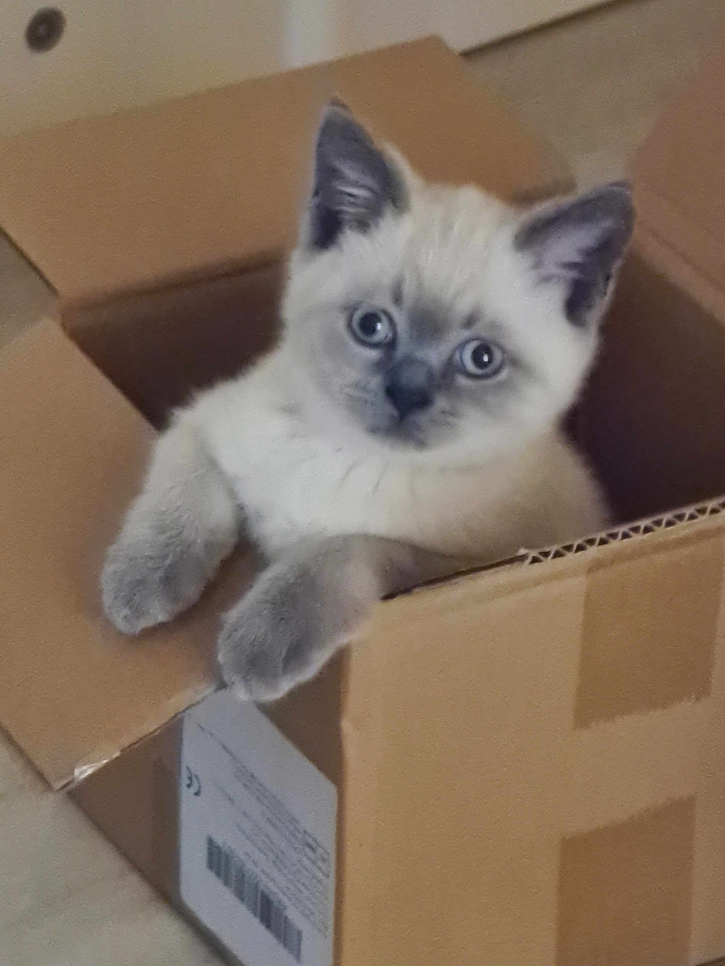 Eric is registered to the contest to win money with this photo: kitten, cat, cardboard_box, pet, animal, curious, feline, cute, indoor, young, small, fur, whiskers, ears, paws, looking, home, playful, resting, box