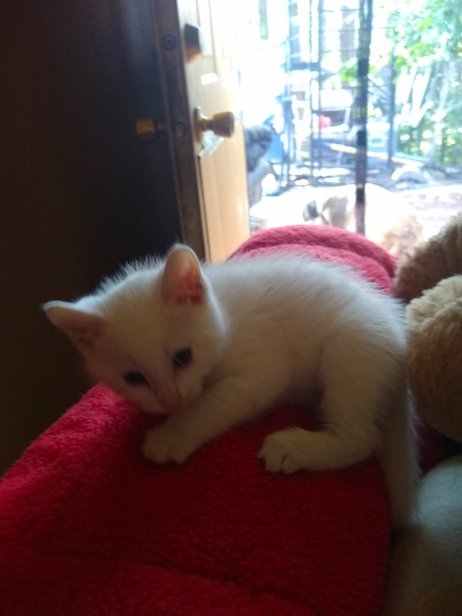 Kimba joined the competition — help win amazing prizes! burmilla, carnivore, cat, colorpoint_shorthair, fawn, felidae, fur, khao_manee, kitten, mammal, nose, ragdoll, skin, small_to_medium_sized_cats, tail, turkish_angora, turkish_van, vertebrate, whiskers