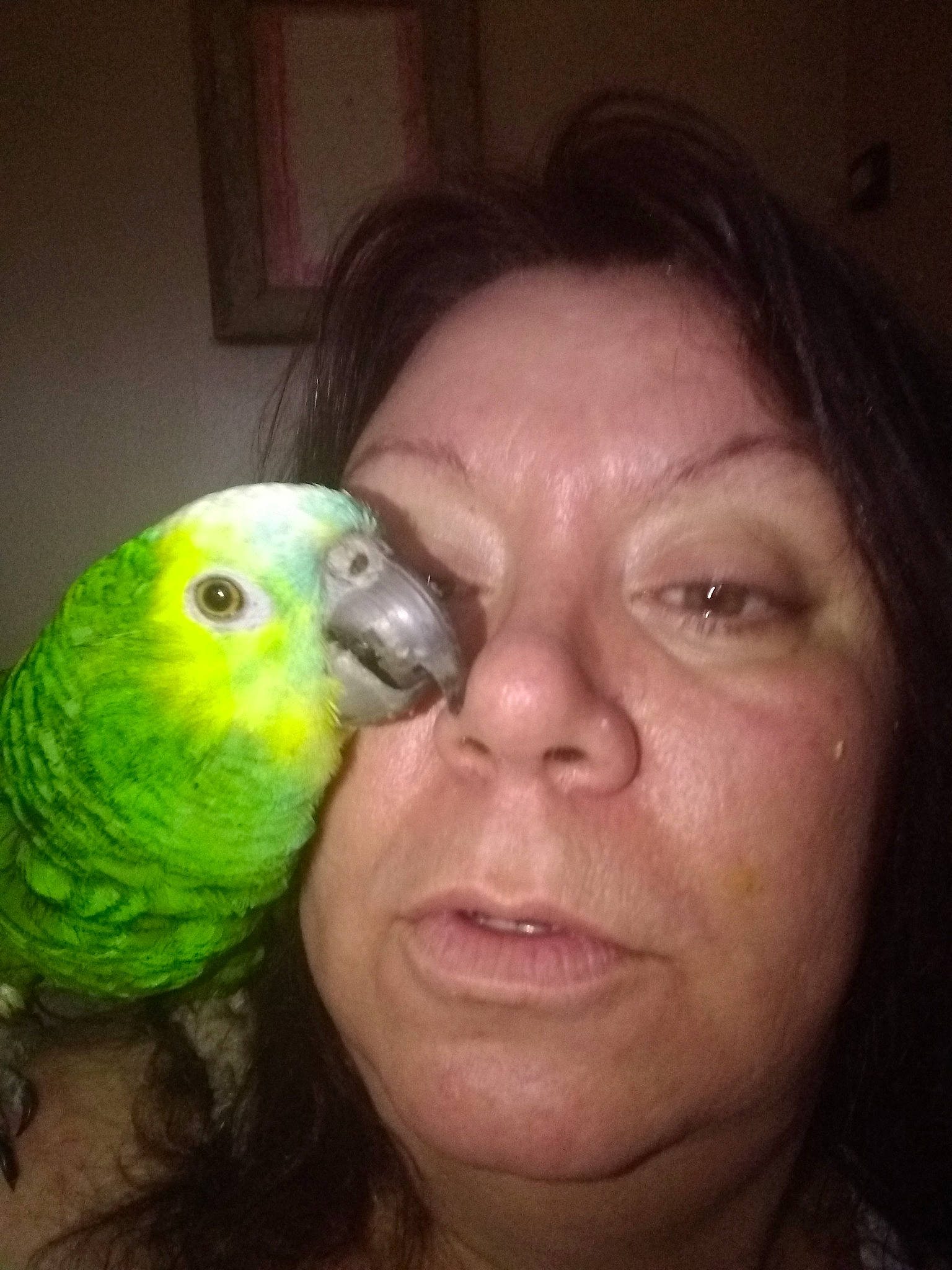 Sir Plucky Peanut joined the competition — help win amazing prizes! beak, bird, budgie, cheek, eye, face, feather, forehead, head, iris, lovebird, mouth, neck, nose, parakeet, parrot, photography, selfie, wing