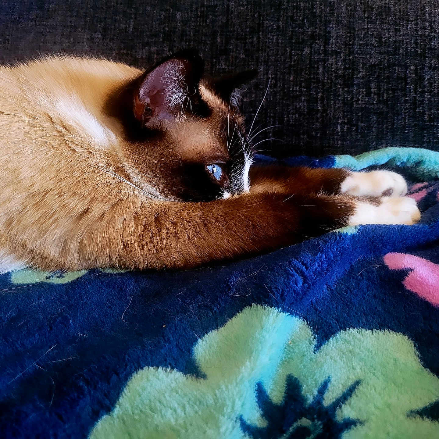 Jazzy joined the competition — help win amazing prizes! abyssinian, animal, bed, blanket, cat, couch, furniture, homedecor, kitten, linen, manx, person, pet, quilt, siamese, sleeping, towel