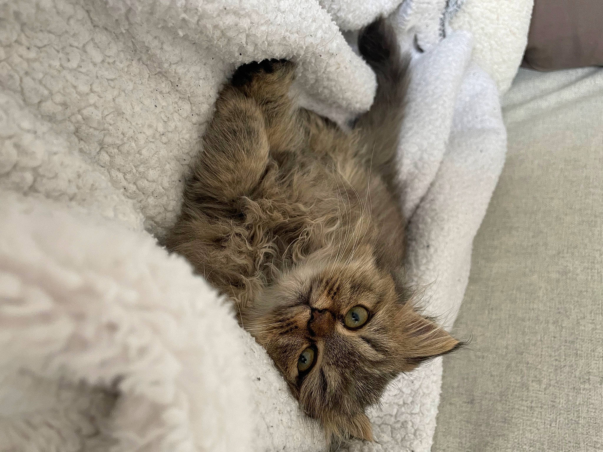 Agathe a rejoint le concours — aidez-le/la à gagner de superbes lots ! carnivore, cat, claw, comfort, domestic_short_haired_cat, felidae, fur, grey, nap, paw, sleep, small_to_medium_sized_cats, snout, tail, terrestrial_animal, whiskers