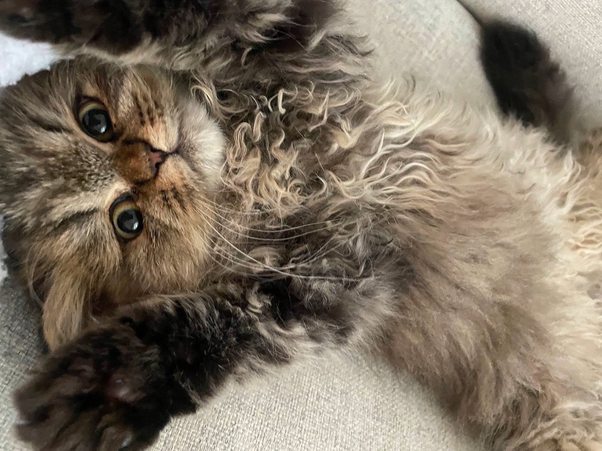 Agathe a rejoint le concours — aidez-le/la à gagner de superbes lots ! bird_of_prey, british_longhair, carnivore, cat, claw, domestic_short_haired_cat, felidae, fur, grey, paw, siberian, small_to_medium_sized_cats, tail, terrestrial_animal, whiskers, wildlife