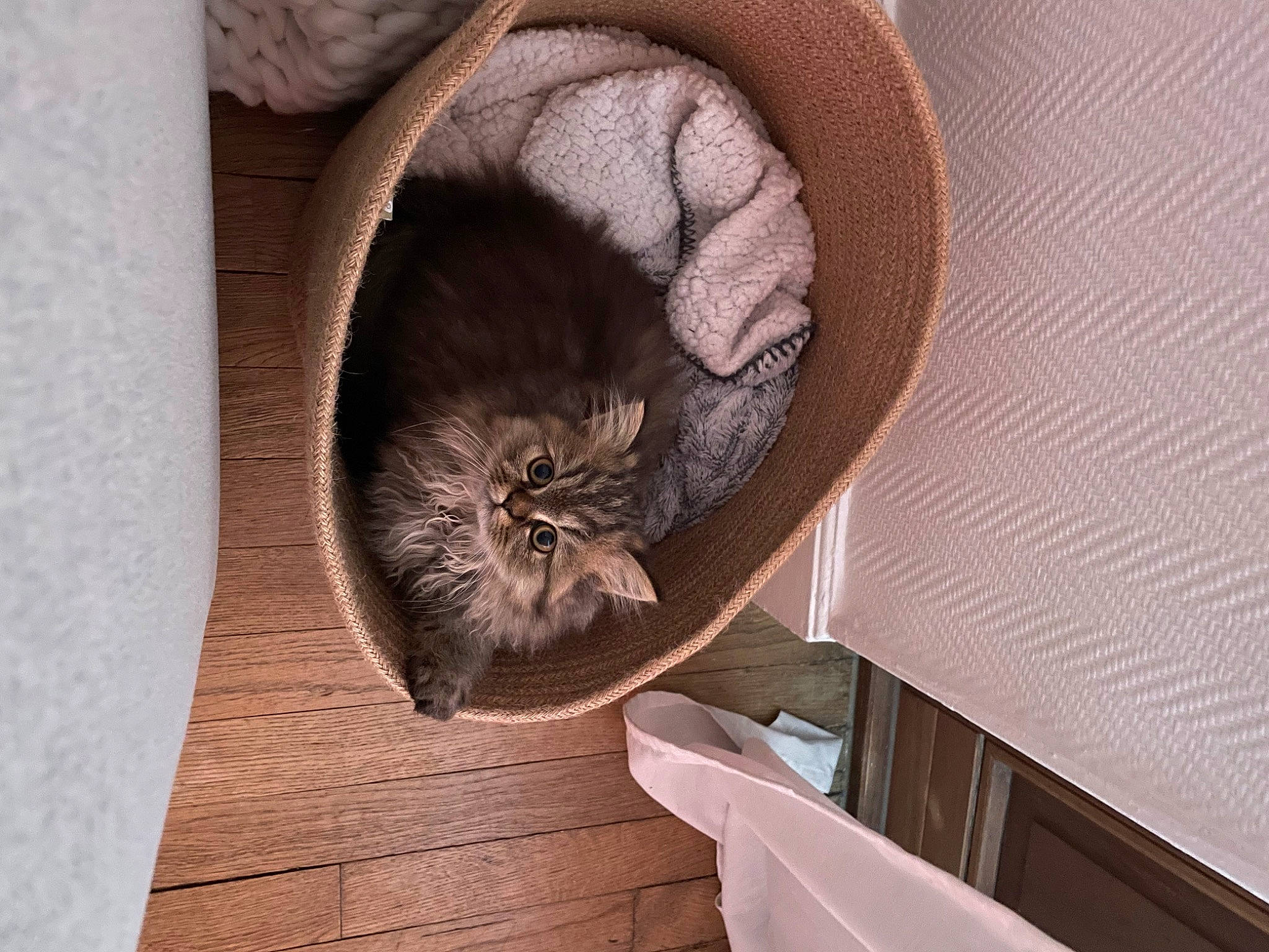 Agathe participe au concours pour gagner de l'argent avec cette photo : basket, carnivore, cat, cat_bed, cat_supply, comfort, domestic_short_haired_cat, fawn, felidae, fur, hardwood, pet_supply, plant, small_to_medium_sized_cats, tail, terrestrial_animal, tree, whiskers, wildlife, wood