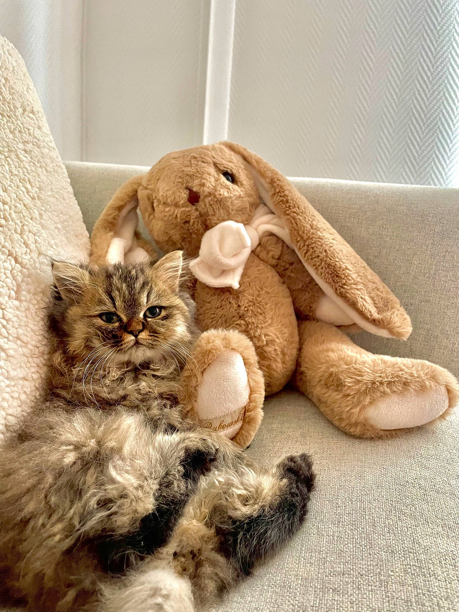 Agathe a rejoint le concours — aidez-le/la à gagner de superbes lots ! beige, carnivore, cat, cat_supply, claw, comfort, domestic_short_haired_cat, fawn, felidae, flooring, fur, linens, paw, small_to_medium_sized_cats, stuffed_toy, tail, toy, whiskers, wood, wool