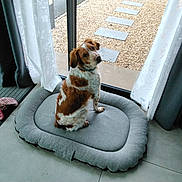 Mylo a rejoint le concours — aidez-le/la à gagner de superbes lots ! dog, pet_bed, curtains, glass_door, indoor, tile_floor, rug, brown_and_white, sitting, looking_up, curious, cozy, home, window, natural_light, gravel, stone_path, fabric, domestic, companion_animal