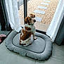 dog, pet_bed, curtains, glass_door, indoor, tile_floor, rug, brown_and_white, sitting, looking_up, curious, cozy, home, window, natural_light, gravel, stone_path, fabric, domestic, companion_animal