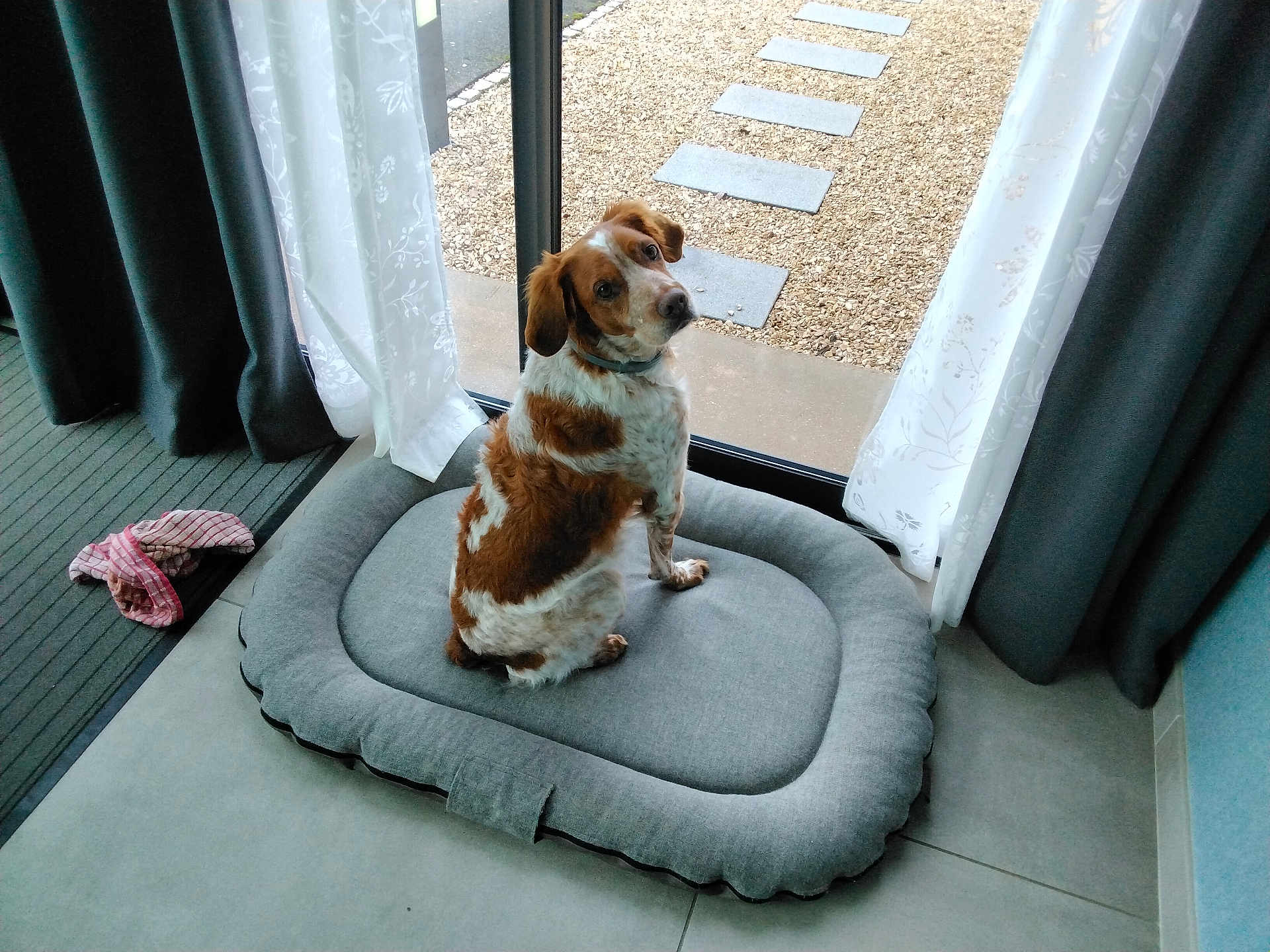Mylo a rejoint le concours — aidez-le/la à gagner de superbes lots ! dog, pet_bed, curtains, glass_door, indoor, tile_floor, rug, brown_and_white, sitting, looking_up, curious, cozy, home, window, natural_light, gravel, stone_path, fabric, domestic, companion_animal