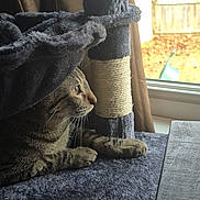 Tippy is registered to the contest to win money with this photo: animal, brown, cat, cat_tree, cozy, curious, daylight, feline, fur, home, indoor, looking, paws, pet, relaxed, soft_texture, striped, tabby, whiskers, window