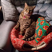 Elsa joined the competition — help win amazing prizes! cat, tabby_cat, pet_bed, armchair, pillow, football_pattern, pink_collar, heart_tag, indoor, cozy, relaxed, furniture, gray, red, green, fur, whiskers, animal, domestic_cat, seated