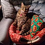 cat, tabby_cat, pet_bed, armchair, pillow, football_pattern, pink_collar, heart_tag, indoor, cozy, relaxed, furniture, gray, red, green, fur, whiskers, animal, domestic_cat, seated