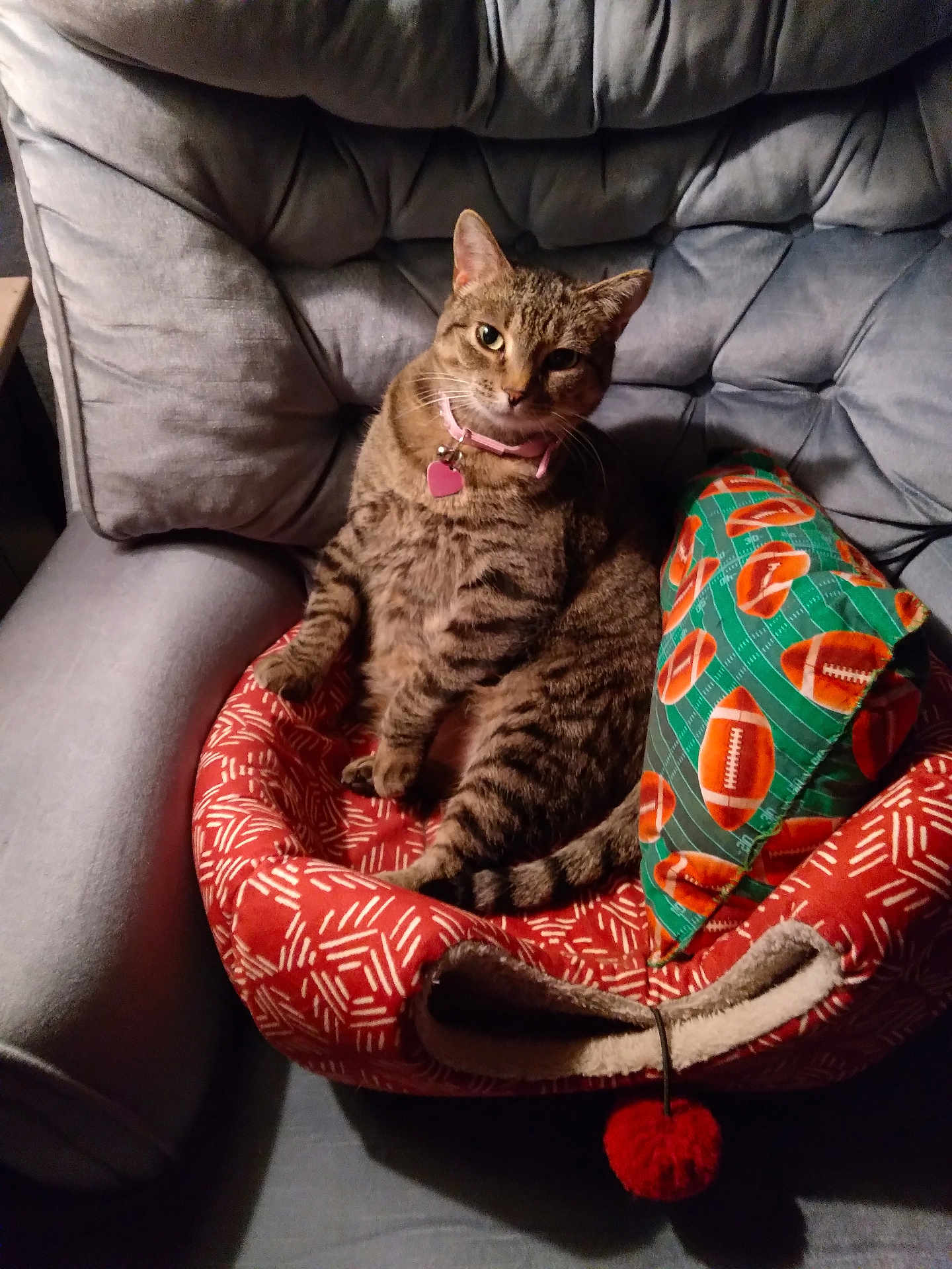 Elsa joined the competition — help win amazing prizes! cat, tabby_cat, pet_bed, armchair, pillow, football_pattern, pink_collar, heart_tag, indoor, cozy, relaxed, furniture, gray, red, green, fur, whiskers, animal, domestic_cat, seated