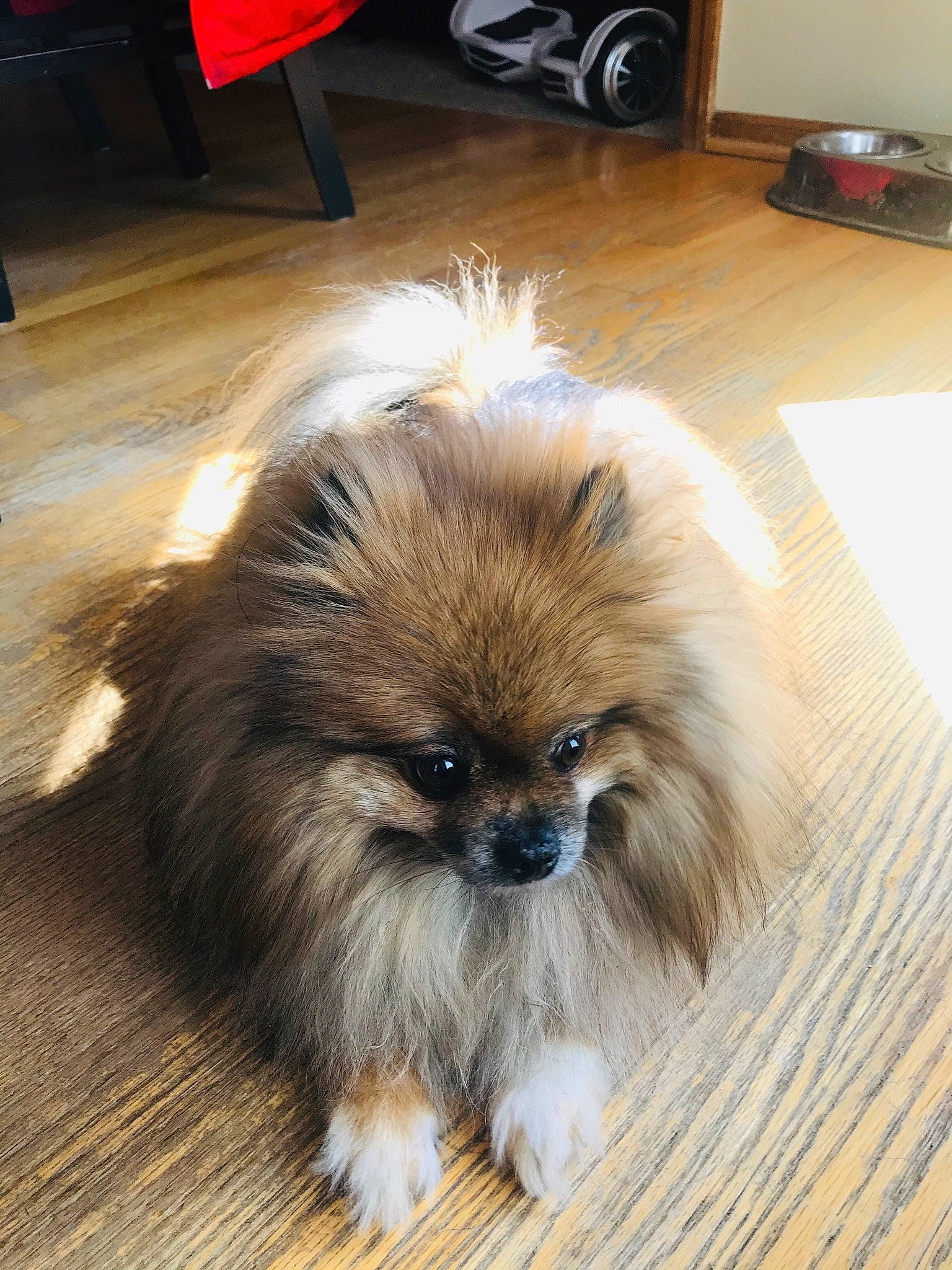Jasmine joined the competition — help win amazing prizes! canidae, carnivore, companion_dog, dog, dog_breed, fawn, fur, german_spitz, german_spitz_klein, mammal, non_sporting_group, pomeranian, puppy, rare_breed_dog, snout, spitz, sporting_group, toy_dog, vertebrate, whiskers