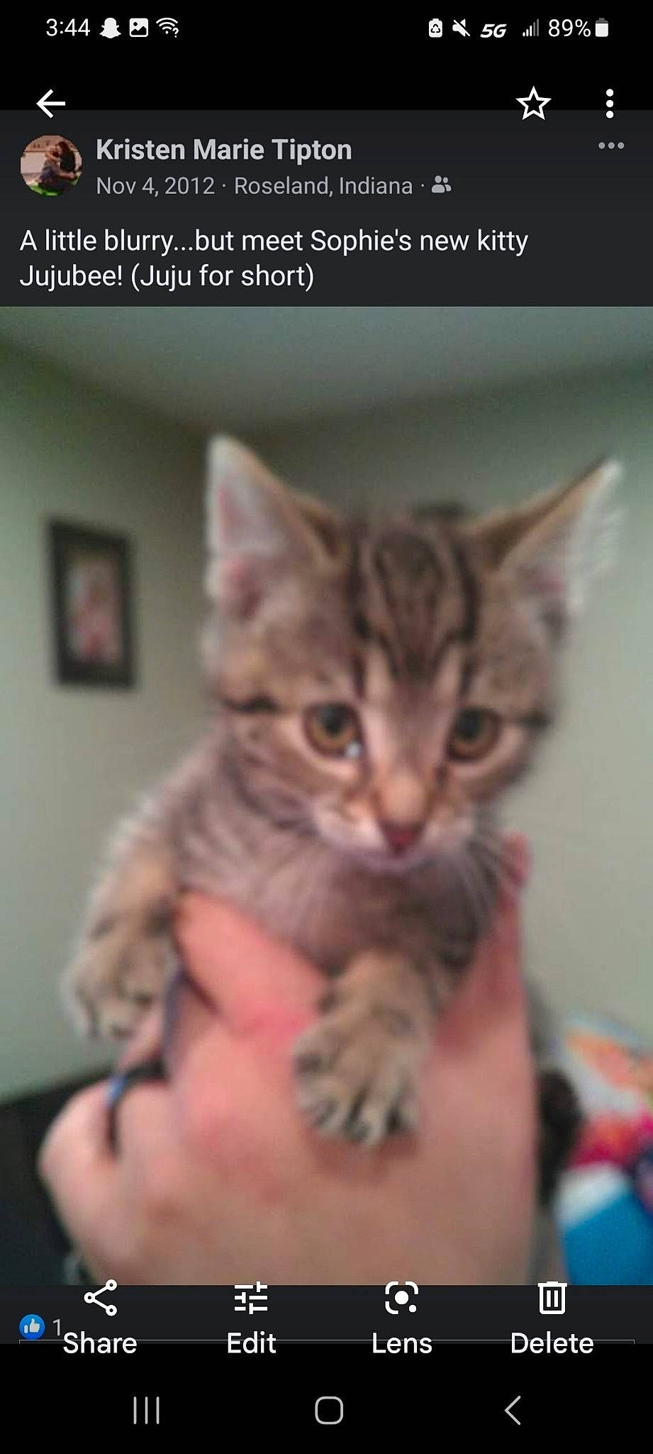 Jujube joined the competition — help win amazing prizes! carnivore, cat, claw, domestic_short_haired_cat, felidae, font, fur, gesture, nail, paw, photo_caption, picture_frame, small_to_medium_sized_cats, snout, terrestrial_animal, whiskers