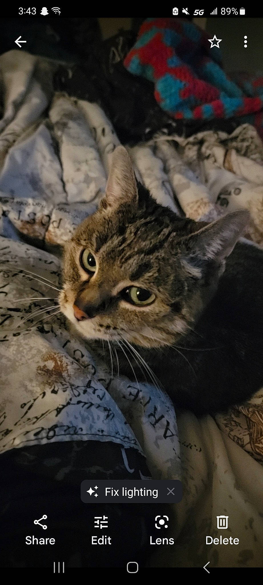 Jujube is registered to the contest to win money with this photo: carnivore, cat, claw, domestic_short_haired_cat, felidae, fur, grass, photo_caption, plant, small_to_medium_sized_cats, snout, terrestrial_animal, tree, whiskers, wildlife, window