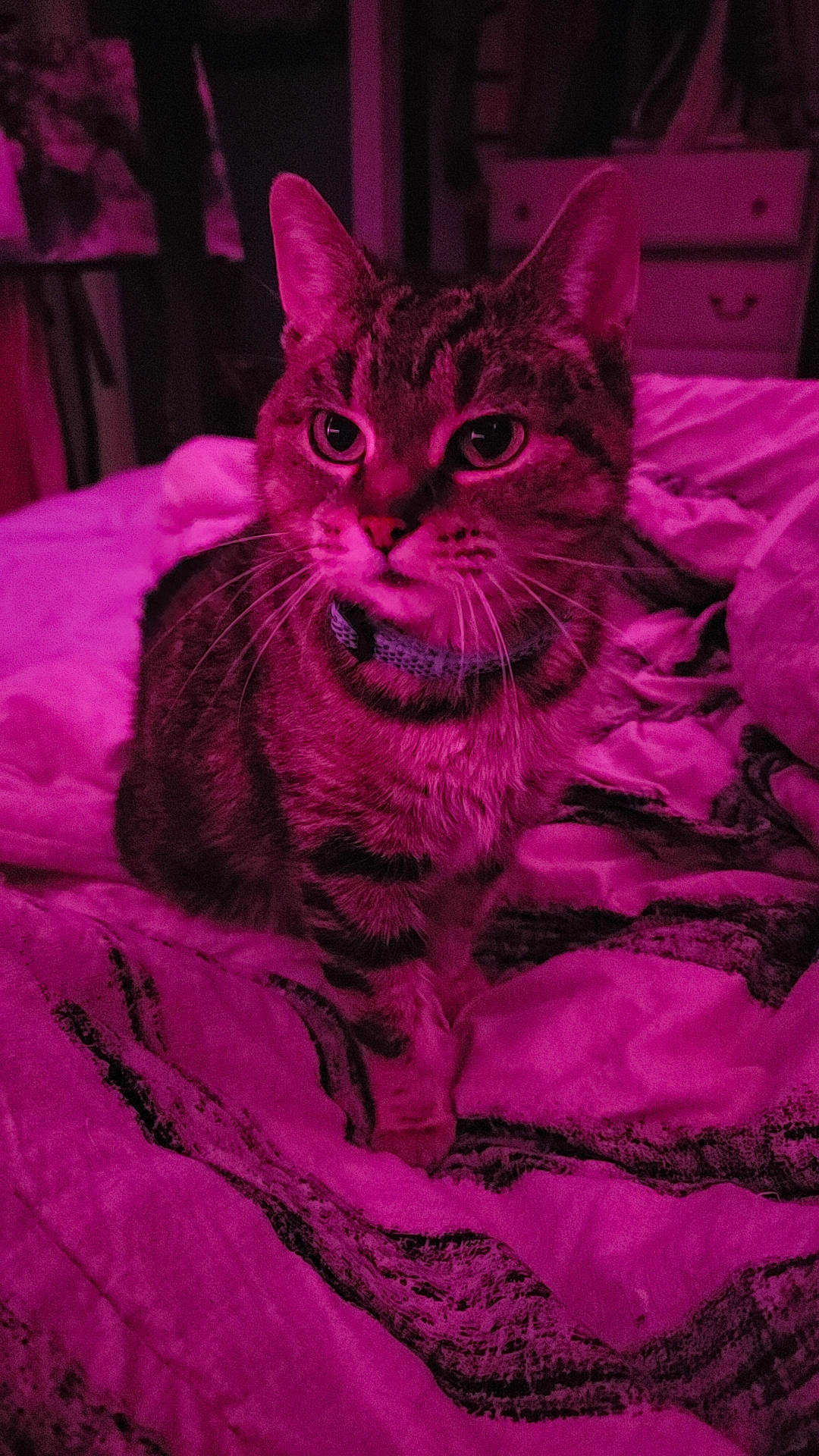 Jujube joined the competition — help win amazing prizes! cabinetry, carnivore, cat, cat_supply, claw, comfort, domestic_short_haired_cat, event, felidae, fur, magenta, pink, purple, sitting, small_to_medium_sized_cats, snout, whiskers