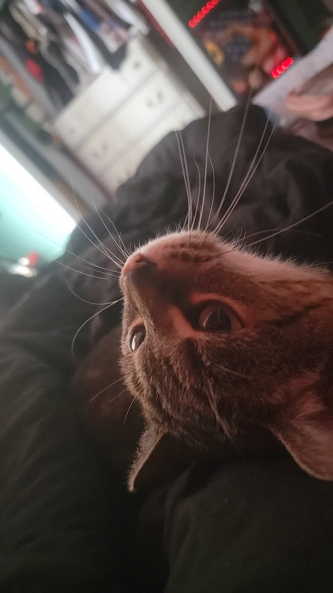 Jujube joined the competition — help win amazing prizes! beard, carnivore, cat, claw, cloud, comfort, domestic_short_haired_cat, ear, facial_hair, fawn, felidae, fur, liver, paw, small_to_medium_sized_cats, snout, sunglasses, tail, terrestrial_animal, whiskers