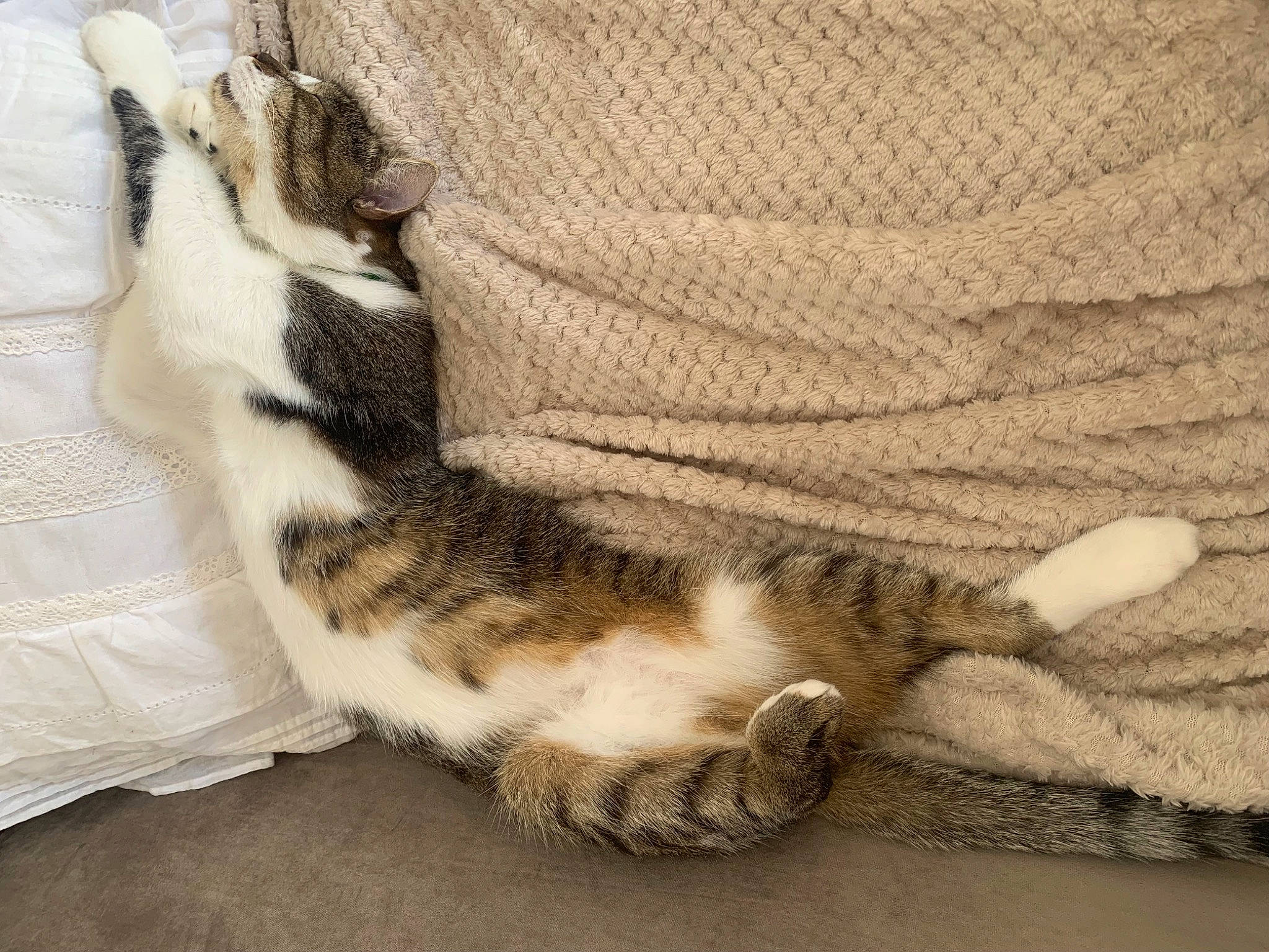 Kitty a rejoint le concours — aidez-le/la à gagner de superbes lots ! beige, carnivore, cat, comfort, domestic_short_haired_cat, fawn, felidae, foot, fur, grey, human_leg, linens, mammal, paw, small_to_medium_sized_cats, snout, tail, whiskers, wool, woolen