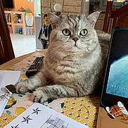 Maya a rejoint le concours — aidez-le/la à gagner de superbes lots ! cat, chair, closeup, curious, decor, domestic_cat, furniture, green_eyes, home, indoor, netflix, papers, pet, relaxed, remote_control, seated, tabby, table, tablecloth, tablet