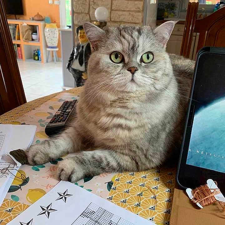 Maya a rejoint le concours — aidez-le/la à gagner de superbes lots ! cat, chair, closeup, curious, decor, domestic_cat, furniture, green_eyes, home, indoor, netflix, papers, pet, relaxed, remote_control, seated, tabby, table, tablecloth, tablet
