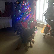 Stella participe au concours pour gagner de l'argent avec cette photo : dog, christmas_tree, reindeer_antlers, lights, decorations, indoor, carpet, curtains, window, furniture, holiday, blur, dim_light, pet, festive, celebration, home, christmas, animal, seasonal