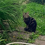 Grisette participe au concours pour gagner de l'argent avec cette photo : cat, tabby, outdoor, garden, plants, greenery, grass, flowers, pathway, nature, animal, pet, curious, feline, sitting, leaf, shrub, daylight, wildlife, peaceful