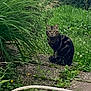 cat, tabby, outdoor, garden, plants, greenery, grass, flowers, pathway, nature, animal, pet, curious, feline, sitting, leaf, shrub, daylight, wildlife, peaceful