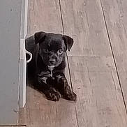 Lincoln is registered to the contest to win money with this photo: puppy, dog, floor, wooden_floor, indoor, pet, animal, black_dog, young_dog, curious, lying_down, white_patch, small_dog, canine, companion, domestic_animal, cute, relaxed, home, wall