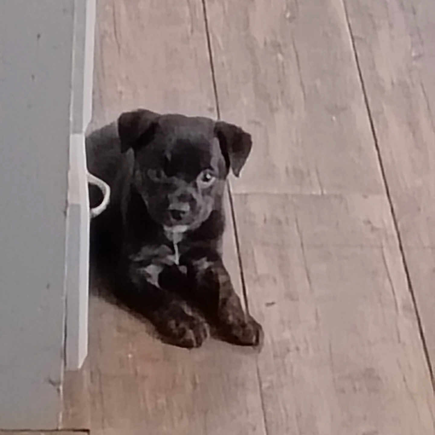 Lincoln is registered to the contest to win money with this photo: puppy, dog, floor, wooden_floor, indoor, pet, animal, black_dog, young_dog, curious, lying_down, white_patch, small_dog, canine, companion, domestic_animal, cute, relaxed, home, wall