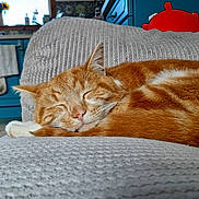 Crumpet joined the competition — help win amazing prizes! animal, blanket, cat, closeup, cozy, cute, domestic_cat, fur, furniture, home, indoor, kitten, living_room, orange_tabby, peaceful, pet, relaxing, resting, sleeping, soft_texture
