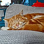 animal, blanket, cat, closeup, cozy, cute, domestic_cat, fur, furniture, home, indoor, kitten, living_room, orange_tabby, peaceful, pet, relaxing, resting, sleeping, soft_texture