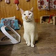 Bobbie is registered to the contest to win money with this photo: animal, cat, collar, cozy, curtains, cute, decorations, domestic, feline, floor, furniture, home, household, indoor, orange_spots, pet, sitting, white_cat, wooden_floor, wooden_wall