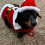 Dino is registered to the contest to win money with this photo: animal, black_dog, carpet, christmas, costume, cute, dog, domestic_animal, festive, floor, holiday, indoor, looking_up, pet, playful, red_clothing, santa_claus_outfit, small_dog, toy, white_fur_trim
