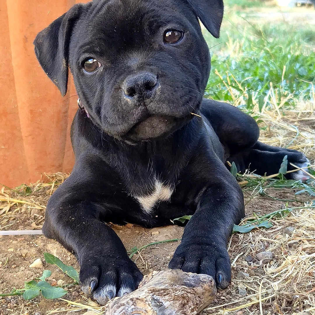 Banshee participe au concours pour gagner de l'argent avec cette photo : puppy, dog, black_dog, outdoor, garden, planter, dirt, grass, straw, stick, lying_down, sitting, floppy_ears, brown_eyes, white_chest, short_fur, animal_portrait, sunlight, backyard, cute