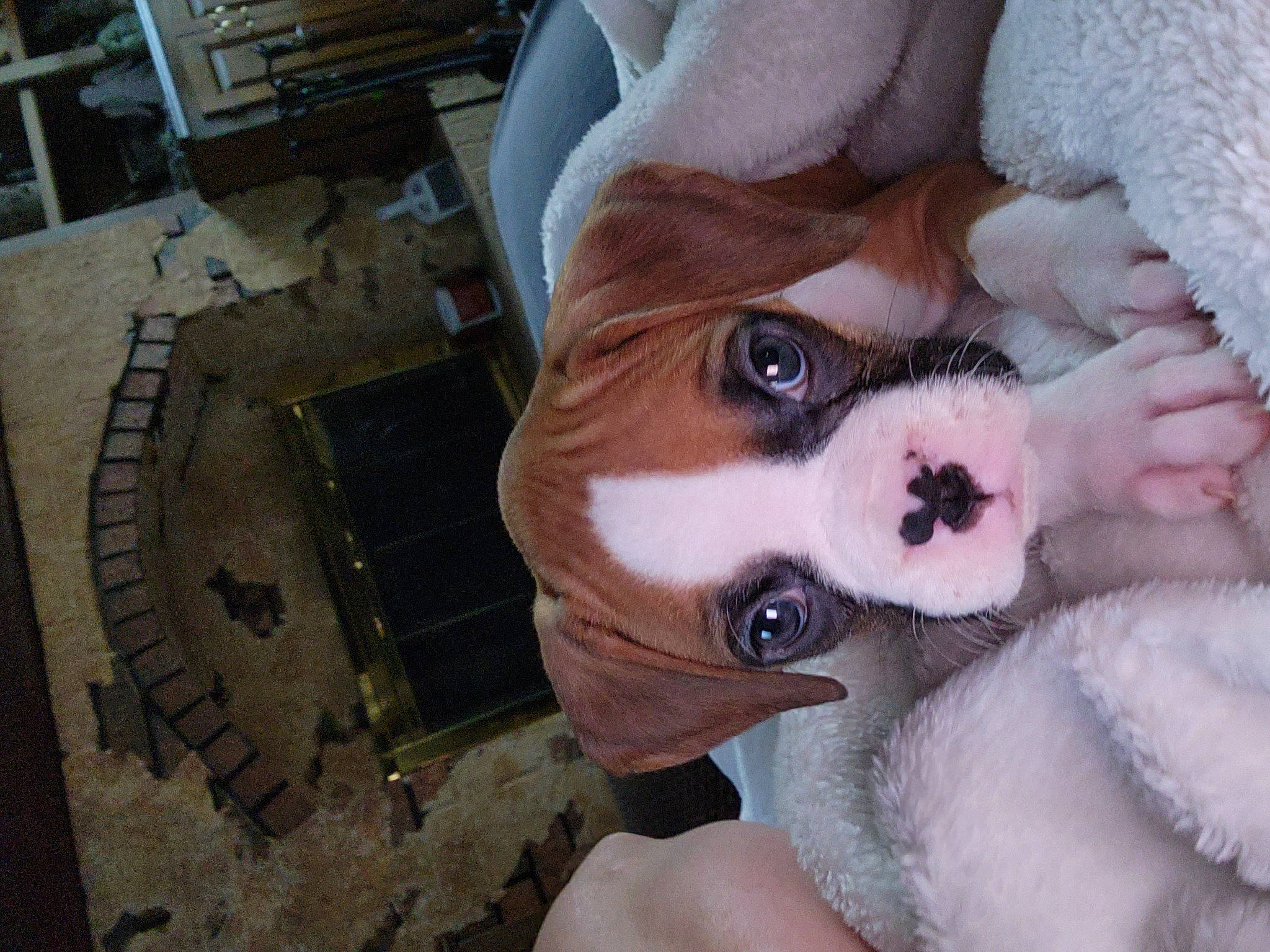 Penny joined the competition — help win amazing prizes! carnivore, companion_dog, dog, dog_breed, ear, eyelash, fawn, felidae, fur, nose, plush, selfie, snout, stuffed_toy, sunglasses, toy, toy_dog, whiskers, wood, working_animal