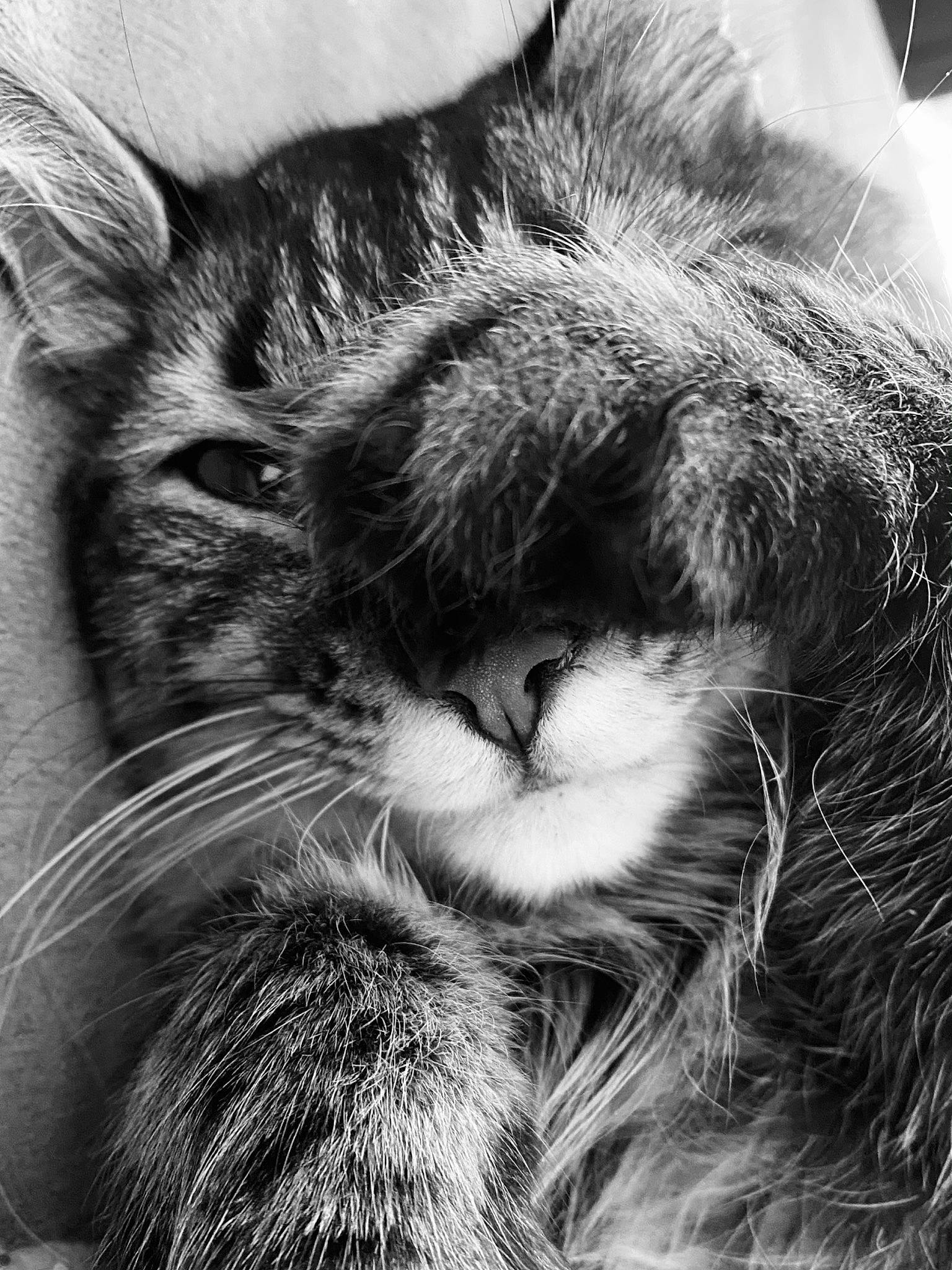 Jaguar joined the competition — help win amazing prizes! black_and_white, carnivore, cat, close_up, comfort, domestic_short_haired_cat, ear, felidae, fur, gesture, grey, mammal, monochrome, monochrome_photography, paw, small_to_medium_sized_cats, snout, style, vertebrate, whiskers