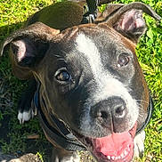 Daisy May is registered to the contest to win money with this photo: animal, black_and_white, close_up, dog, ears, face, grass, happy, harness, leash, open_mouth, outdoor, pet, pit_bull, portrait, smiling, standing, stone, sunlight, tongue