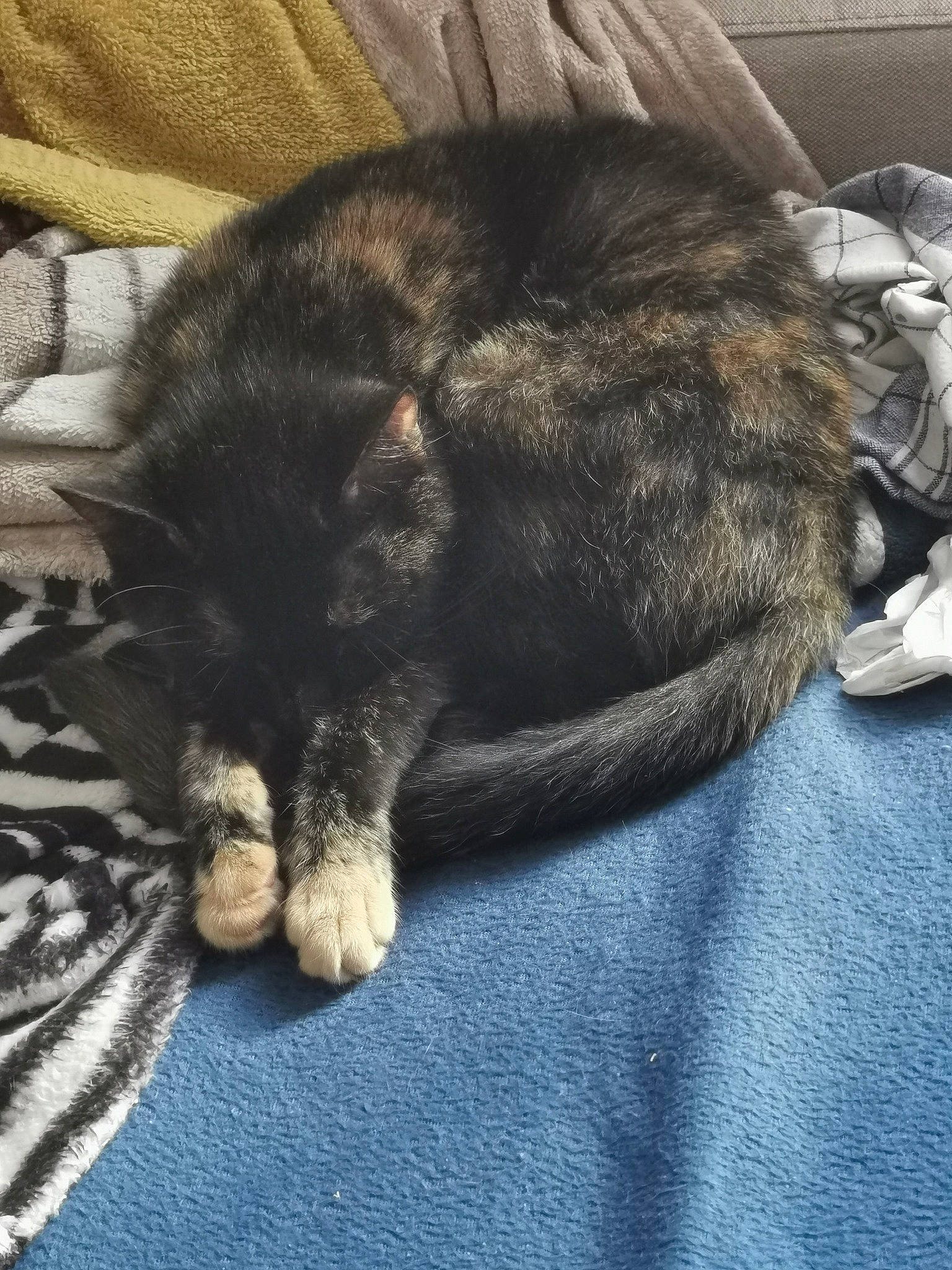 Kâline participe au concours pour gagner de l'argent avec cette photo : canidae, carnivore, cat, claw, comfort, companion_dog, dog_breed, domestic_short_haired_cat, felidae, fur, grey, nap, paw, sleep, small_to_medium_sized_cats, snout, sporting_group, tail, terrestrial_animal, whiskers