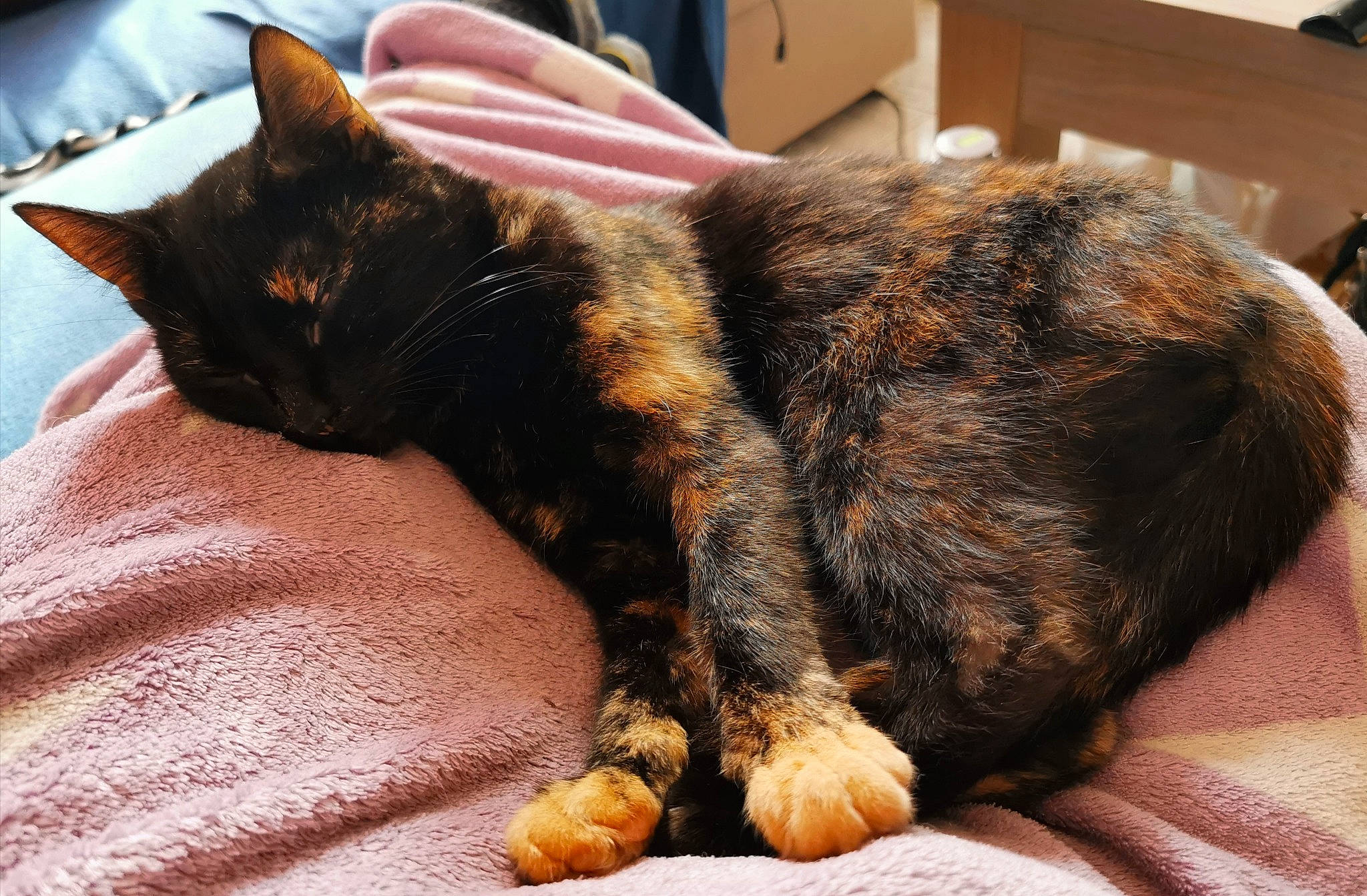 Kâline participe au concours pour gagner de l'argent avec cette photo : black_cat, carnivore, cat, claw, comfort, dog_breed, domestic_short_haired_cat, ear, felidae, foot, fur, gesture, human_leg, nail, paw, small_to_medium_sized_cats, snout, tail, terrestrial_animal, whiskers