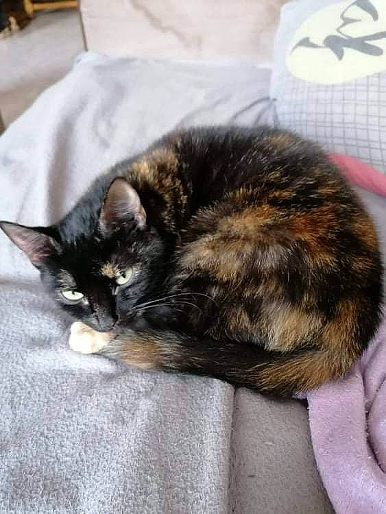 Kâline participe au concours pour gagner de l'argent avec cette photo : black_cat, carnivore, cat, claw, comfort, domestic_short_haired_cat, felidae, fur, nap, paw, sleep, small_to_medium_sized_cats, snout, tail, whiskers