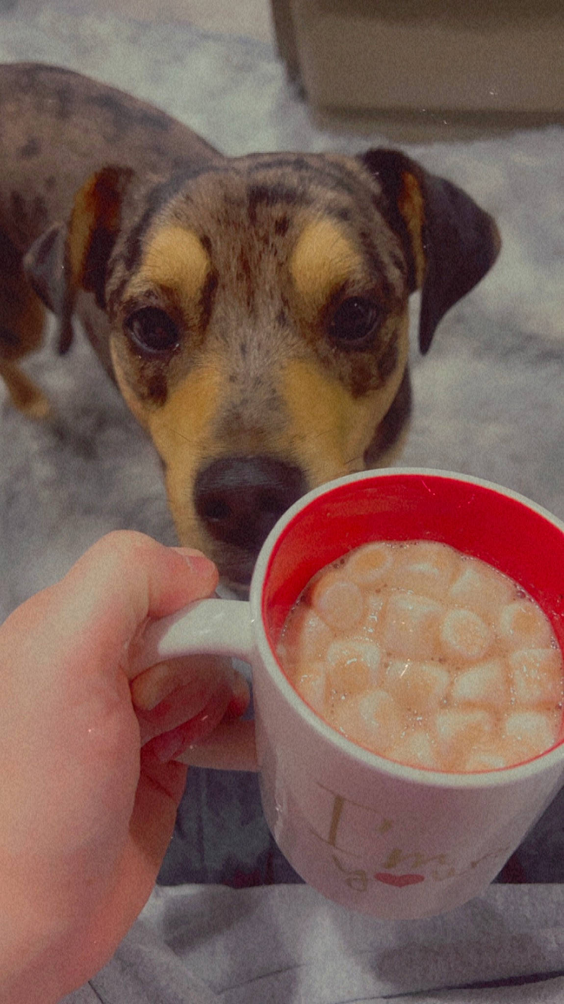 Soco is registered to the contest to win money with this photo: bowl, carnivore, comfort_food, companion_dog, cuisine, cullen_skink, dairy, dessert, dish, dog, dog_breed, food, ingredient, milk, mixing_bowl, pet_supply, plant_milk, produce, recipe, tableware