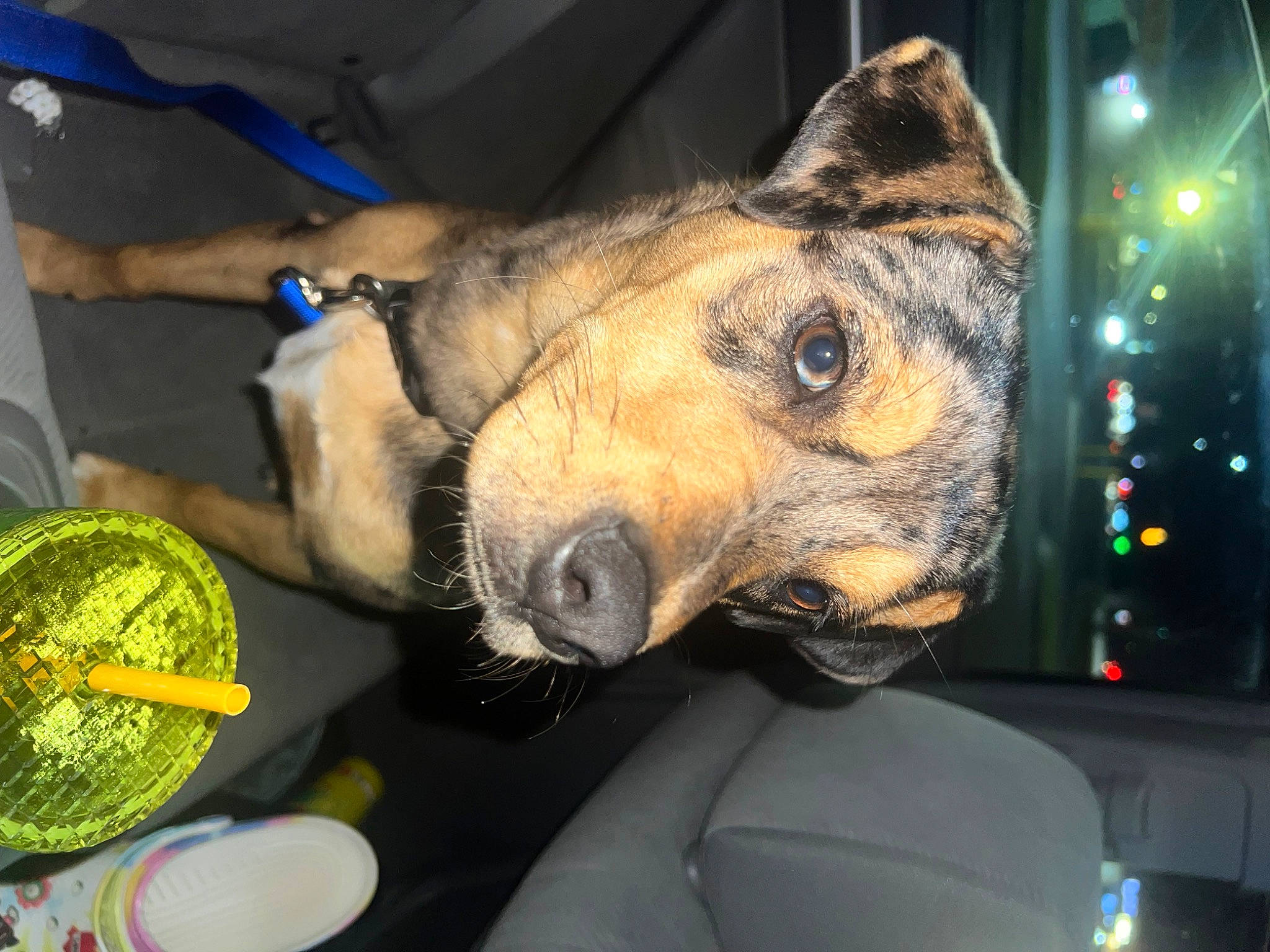 Soco joined the competition — help win amazing prizes! airedale_terrier, canidae, carnivore, companion_dog, dog, dog_breed, event, fawn, fur, guard_dog, non_sporting_group, snout, sporting_group, whiskers, working_animal