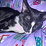 cat, sleeping, black_and_white, feline, pet, cozy, blanket, holiday, christmas, patterned, fabric, indoor, cute, resting, fur, whiskers, relaxation, animal, comfort, closeup