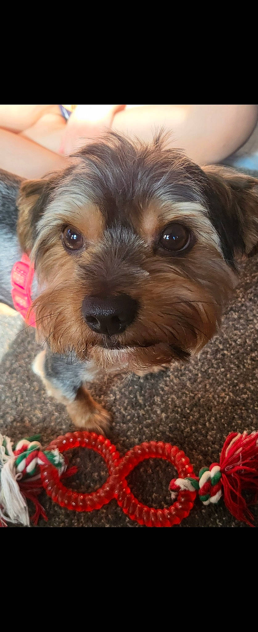 Potato is registered to the contest to win money with this photo: canidae, carnivore, companion_dog, dog, dog_breed, dog_supply, fashion_accessory, fawn, fur, liver, puppy, recipe, small_terrier, snout, sporting_group, terrier, toy, toy_dog, whiskers, woolen