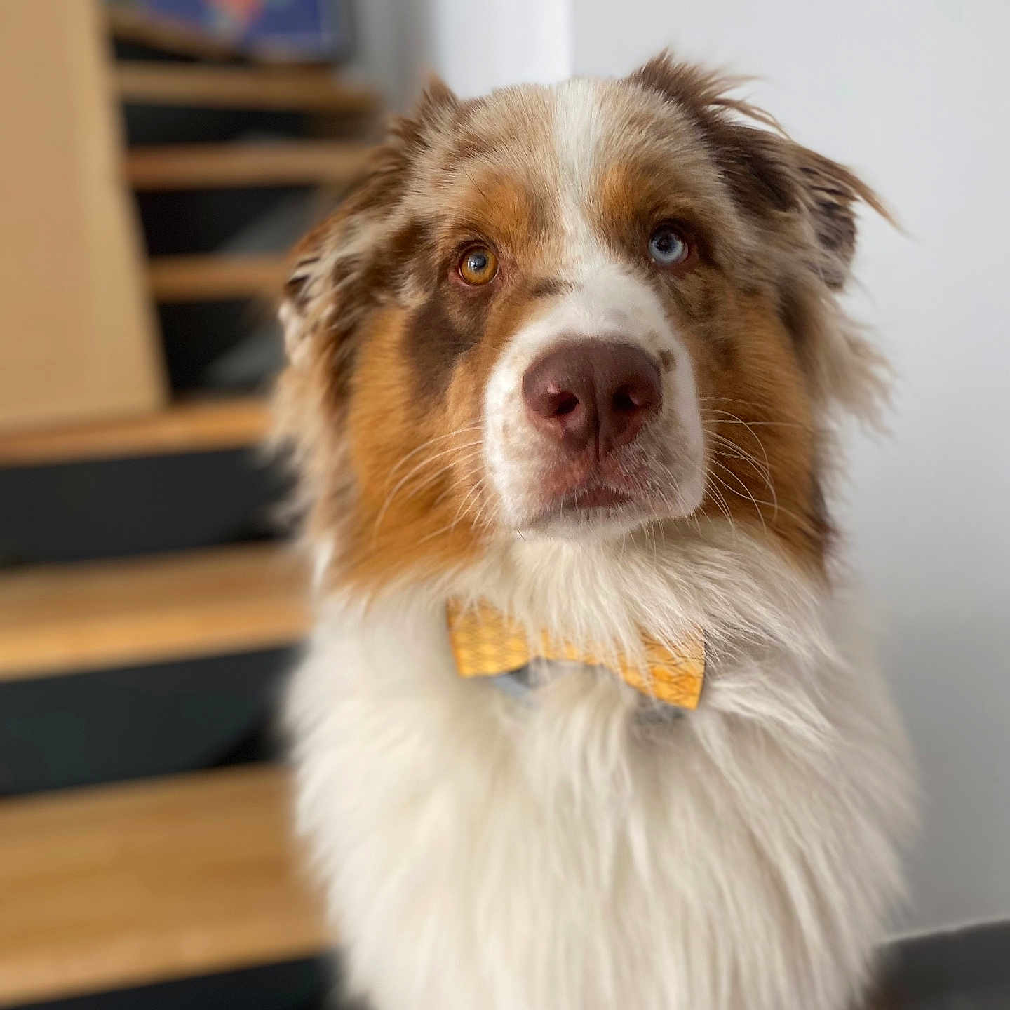 Pogì participe au concours pour gagner de l'argent avec cette photo : animal, bow_tie, brown, canine, closeup, cute, dog, ears, expression, face, fluffy, furry, heterochromia, indoor, looking, nose, pet, portrait, stairs, white